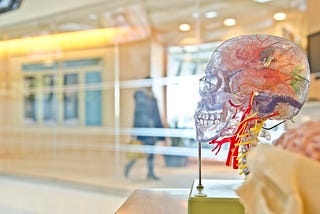 Profile of a plastic see-through brain in a conference room. Another clay brain is seen beside it, but out of focus. A person in heeled boots is also walking by.