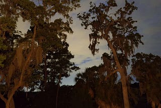 Late Spring in Savannah