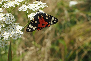 Hero of Lore Seals Wounds with Yarrow