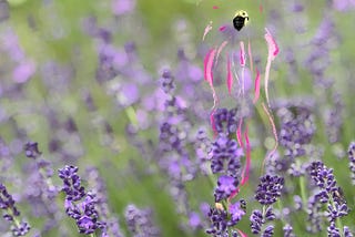 bumble bee flying in a field of lavendar
