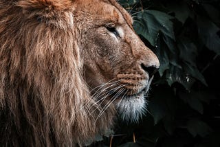 Lion