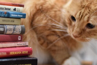 Orange cat looks at stack of books, as if reading the titles