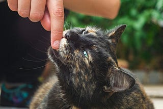 Why Did Your Cat Suddenly Bite You?
