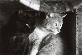 A black and white photo of two cats looking out somewhere.