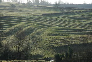 Grassy field on a hillside with many ridges ploughed into it