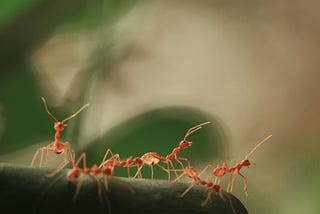 Ants, Asia and the Secrets of the Mundane