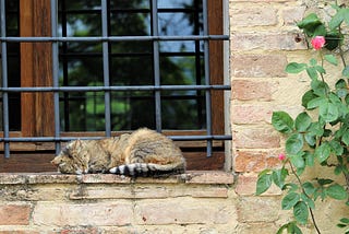 cat sleeping in a window sill