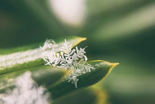 Running MongoDB and Mongo-Express in Snowflake’s Native App Framework