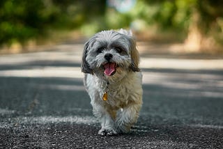a cute puppy walking alone