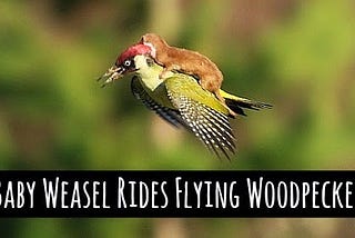 Weasel Rides Woodpecker in Viral Photo — But Is It Real?