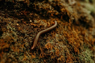 Can Tarantulas Eat Fishing Worms?