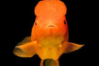 Is Our Attention Span Really Less than a Goldfish in the Age of Distraction?