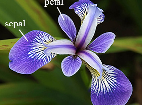 Start to learn Machine Learning with the Iris flower classification challenge