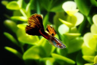 The Best Fish For Kids: 15 Aquarium Fish Species (2023)