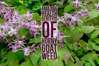 10 Amazing Health Benefits Of Horny Goat Weed