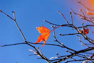 Autumn, Life, Loss and Light