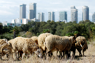 Some lessons from the Israeli tech ecosystem