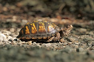 Part-2: Turtle in Python.