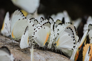 pulsing peace, a poem