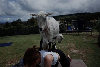 Goat Yoga = Petting Zoos for Adults