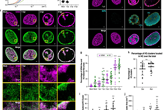 Hijacking the Genome: How Herpesvirus Rewires Human DNA — and How One Enzyme Could Stop It