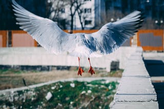 Wingspan Measurements