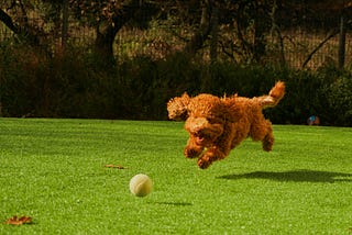 Fido the Assistance Dog