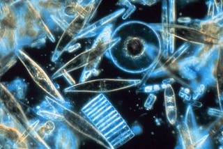 What have algae got to do with public services?