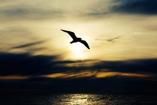The Destination and Death of a Bird