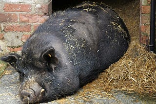 The Embarrassment of Snoring So Loud You Wake Yourself Up