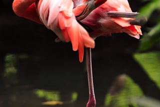 Pink flamingo standing in water on one leg, cleaning its wing.