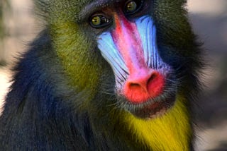 Balloons and Baboons