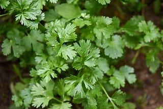 Here’s Why You Hate Cilantro