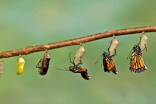 The stages of metamorphosis of a butterfly