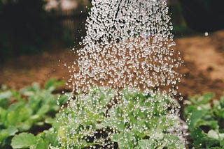 A picture of water pouring from a watering can onto plants; used to signify the art of giving to nourish others or self