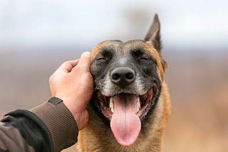 4 Ways To Make Your Dog’s Life Happy
