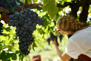 How sustainable innovations are born — The case of Wikifarmer
