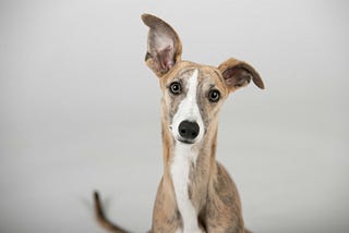4 Types Of Dogs With “Timid” Personalities