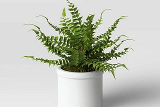 small-boston-fern-threshold-small-boston-fern-1