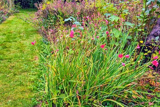 A grassy path between two borders in a garden. The borders are full of plants, most of then weeds. In the foreground, small red flowers on long green stems