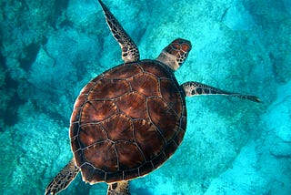 What My Pet Turtle Taught Me About Marine Life