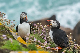 Two puffins standing in purple flowers having a design crit.