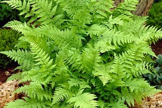 Lady Ferns For Sale: Enhance Your Garden’s Elegance with TN Nursery