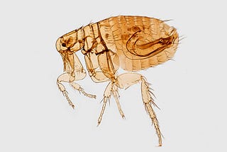 Scientific drawing of a flea