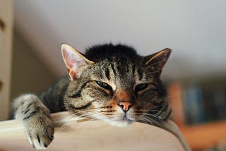tired cat looking over arm of couch