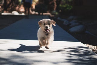 4 ways to take care of Puppy’s Health