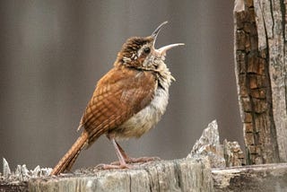 Wren with its beak open, probably shouting.
