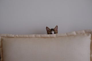 Beyond the Valley of the Mauls: How to Give a Cat a Pill