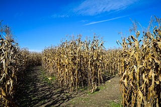 fork in a corn maze under a blue sky