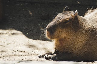 Capybara, King of Keeping it Cool